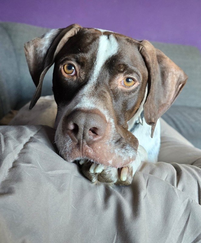 Oscar