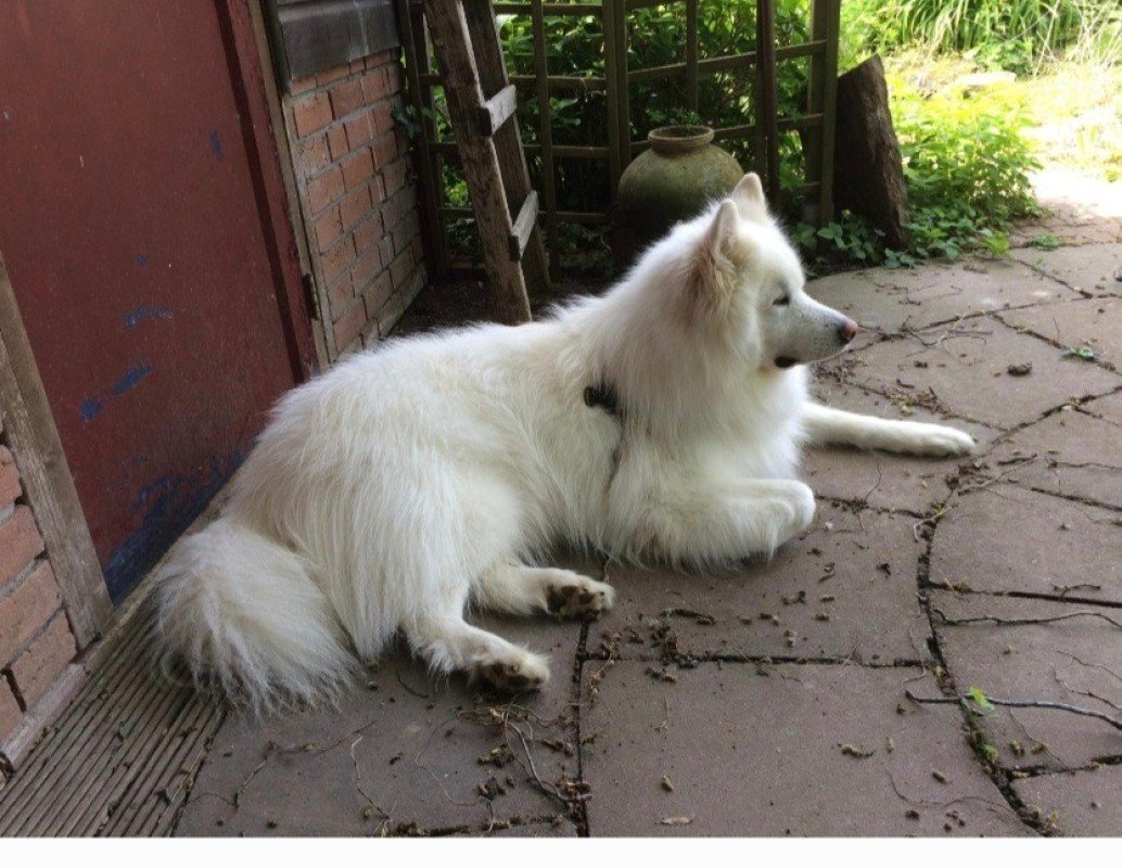 Paigo