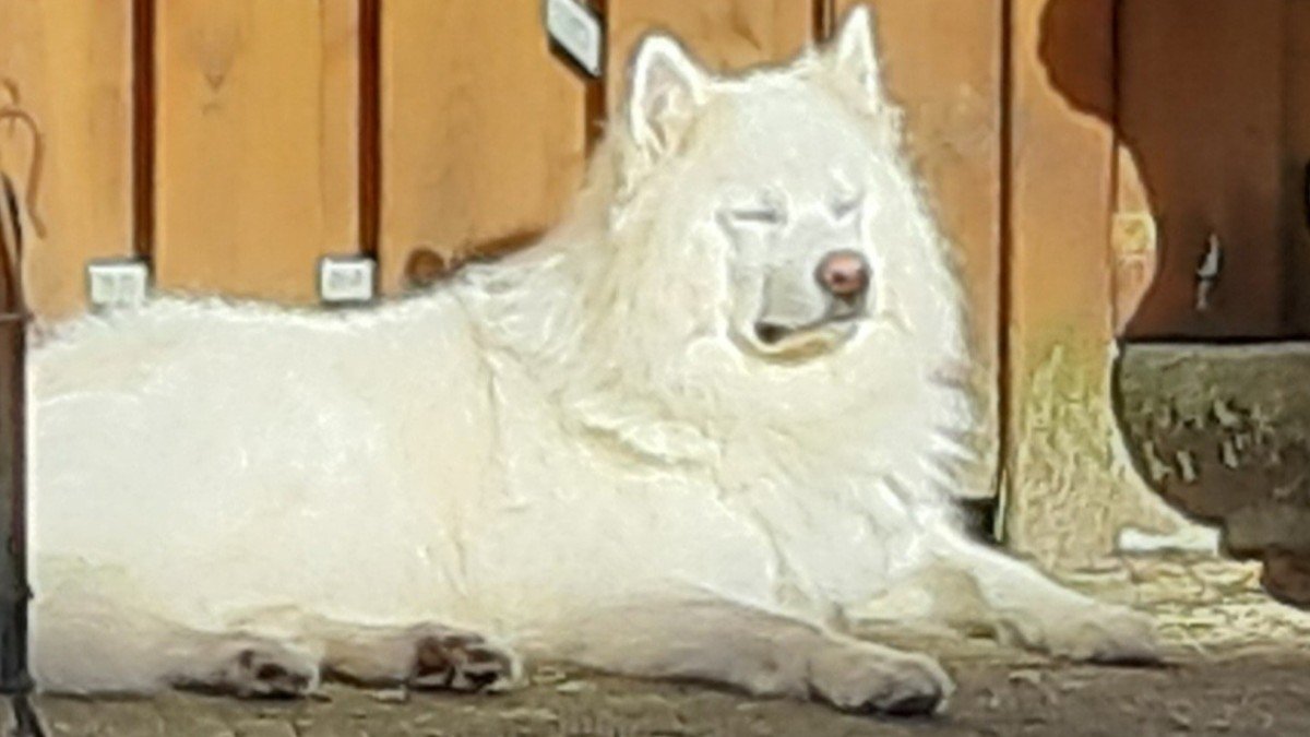 Paigo