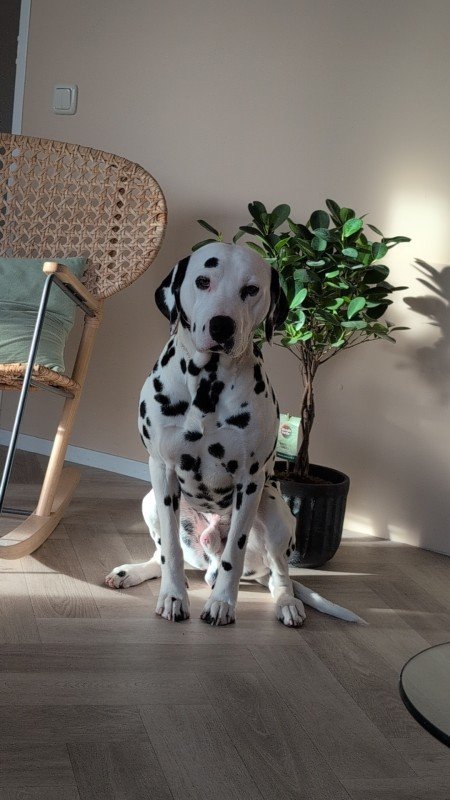 Marley