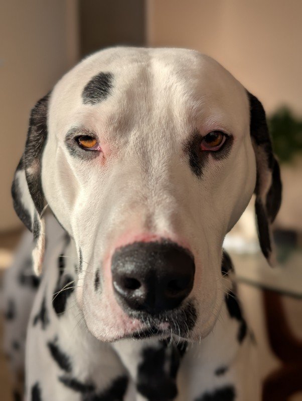 Marley