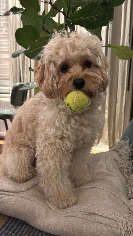 Milo