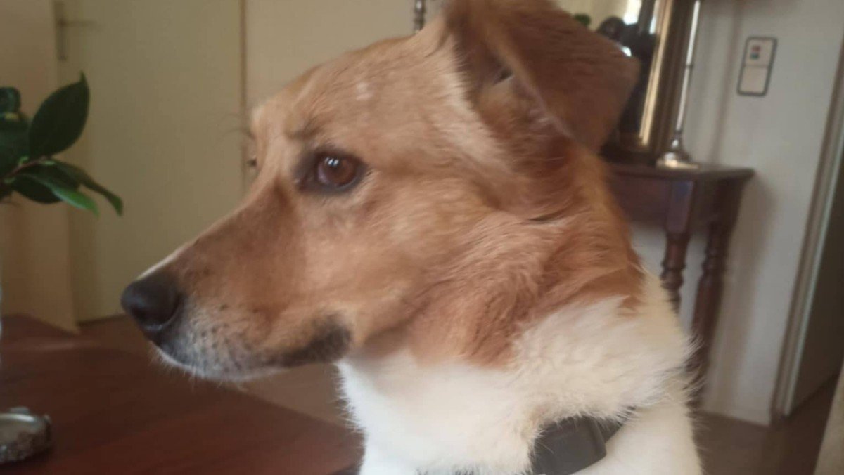 Cooper