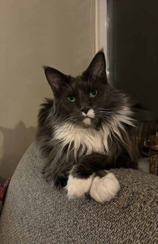 Nala