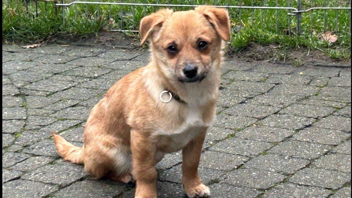 Pepita
