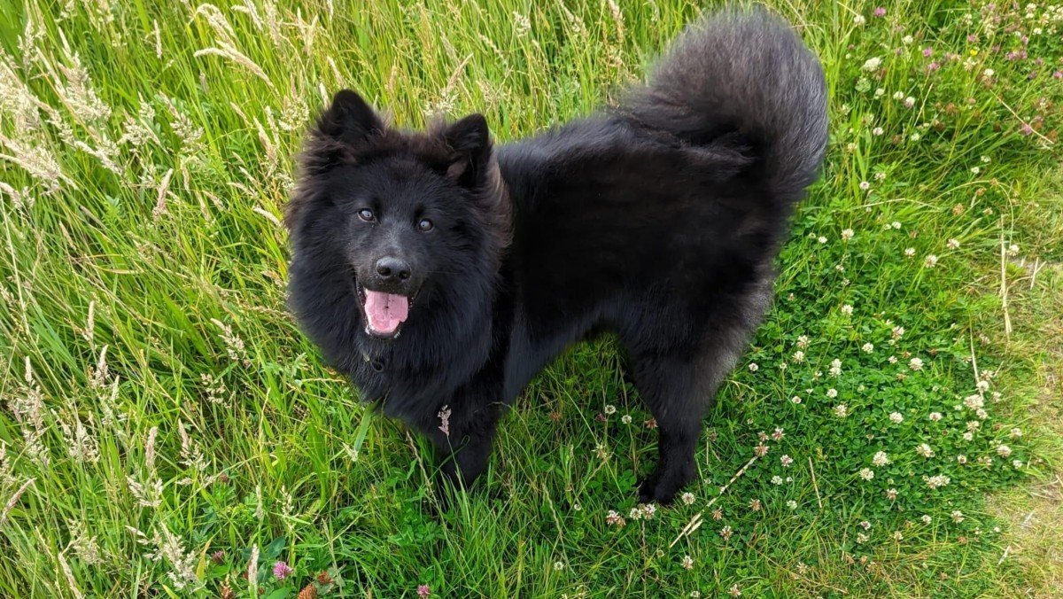 Loki