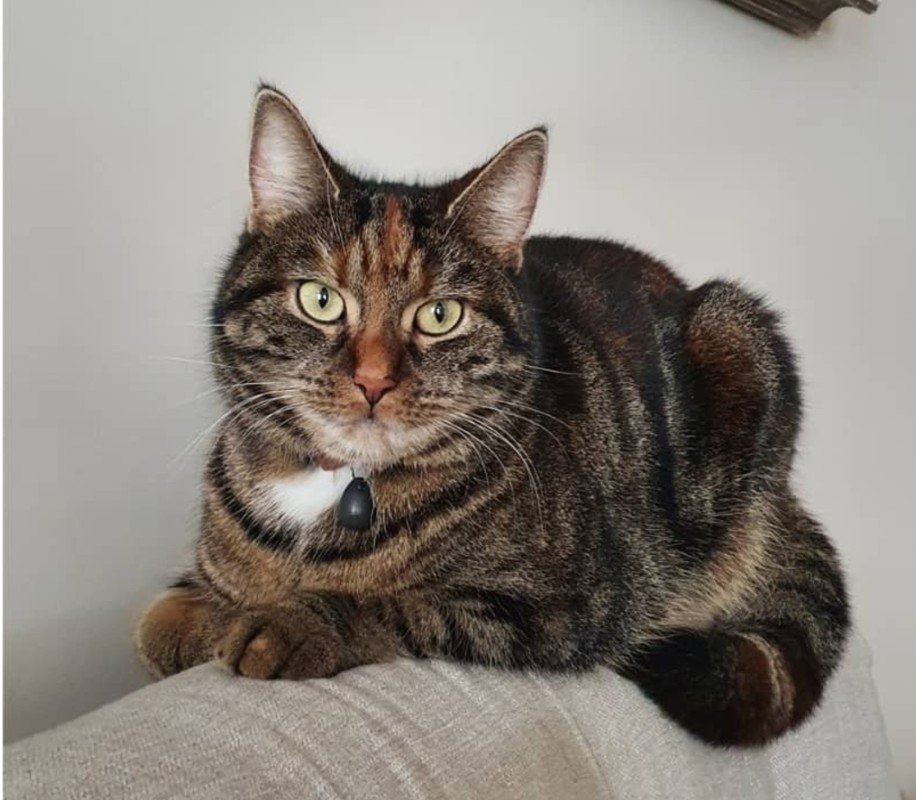 Guusje