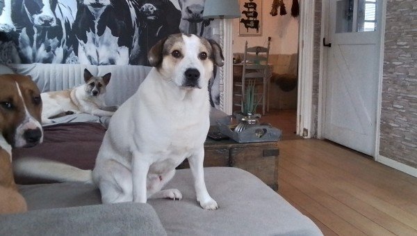 Buddy
