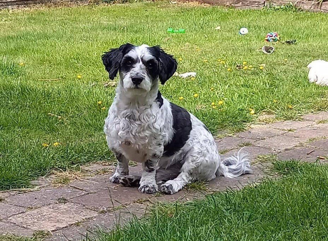 Buddy