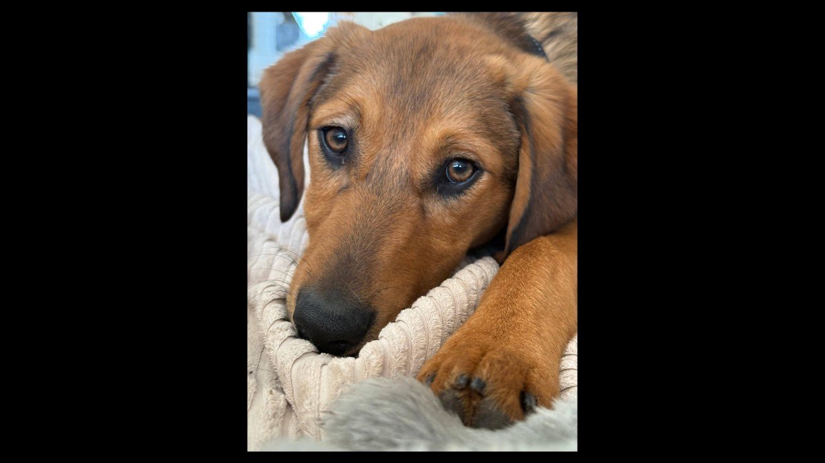 Dex