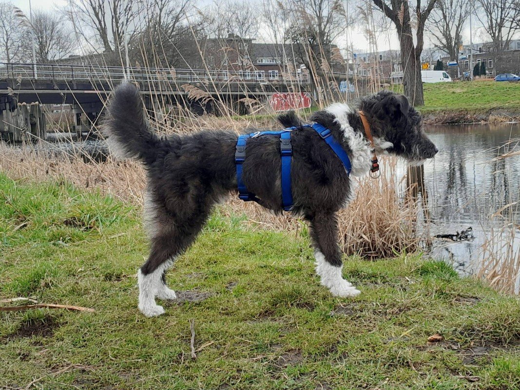 Loczek