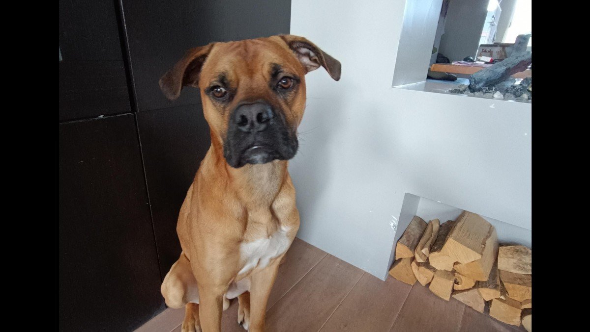 Joop