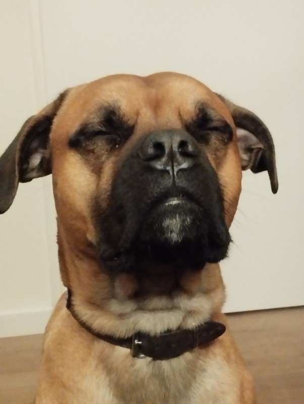 Joop