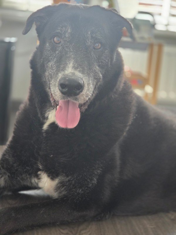 Balou