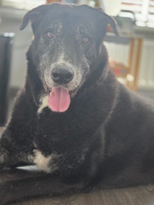 Balou