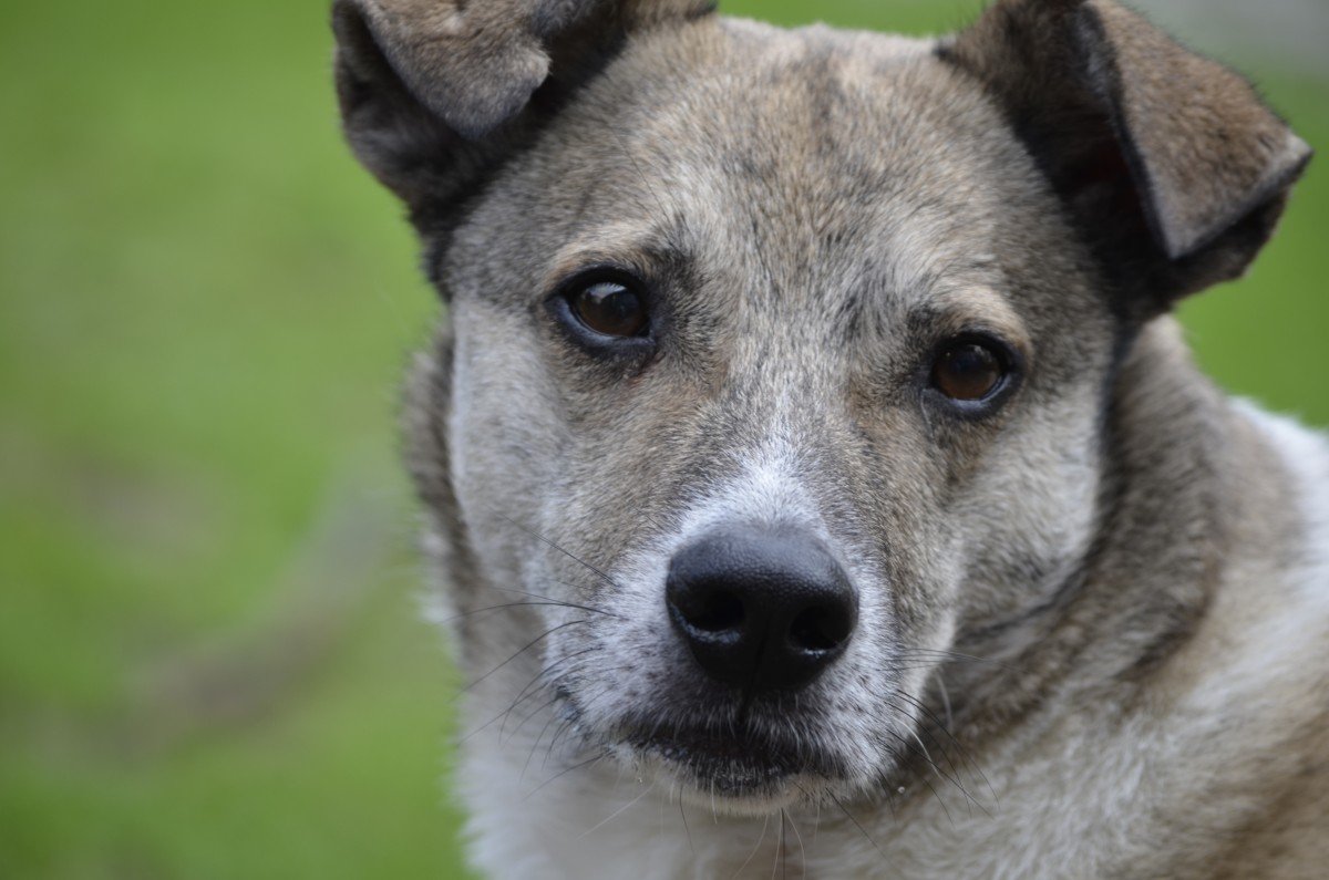 Pemu - Verhuisdieren.nl
