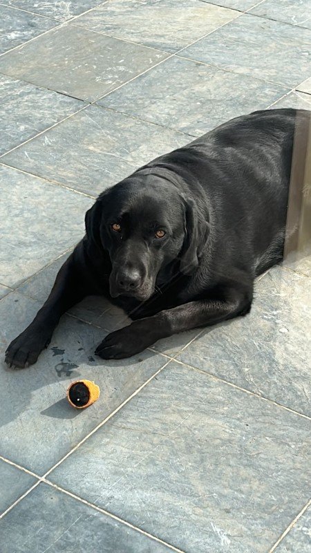 Lowie