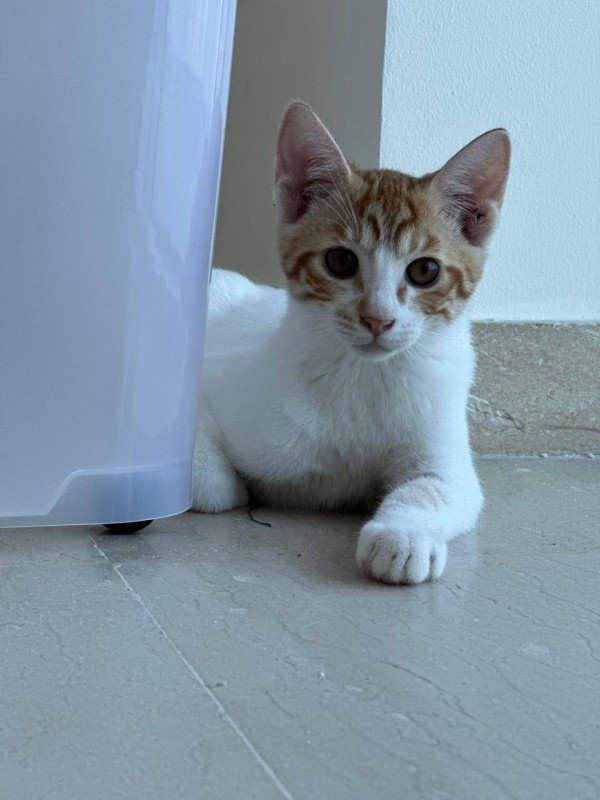Max