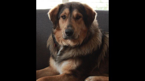 Toby