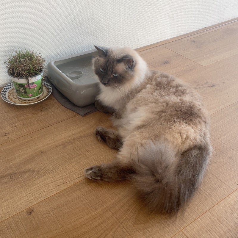 Leo