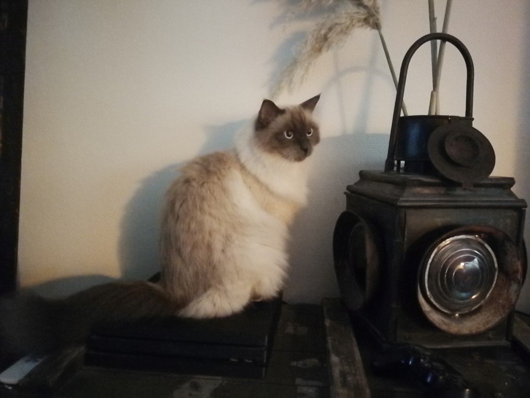 Leo
