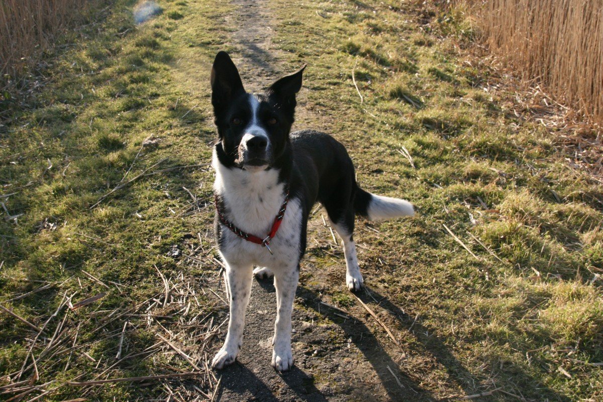 Nala