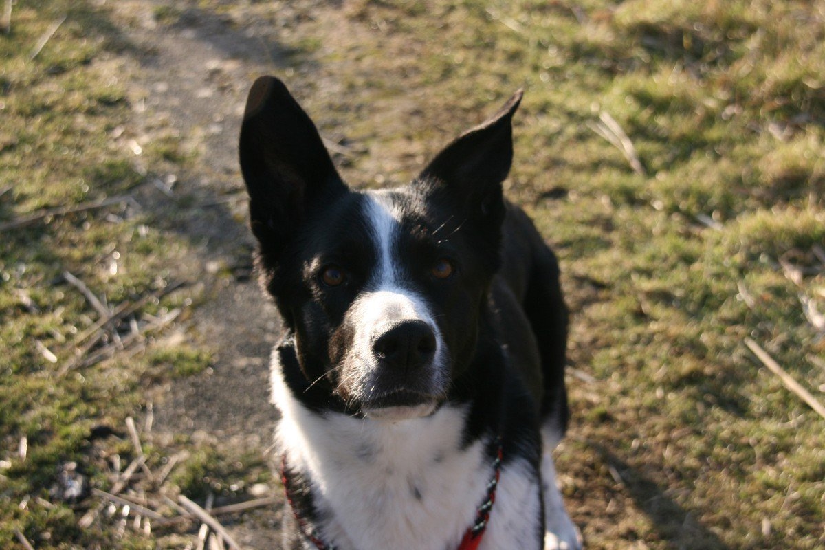 Nala