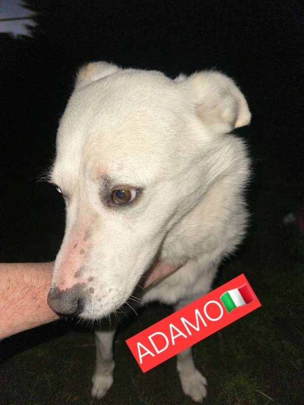 Adamo