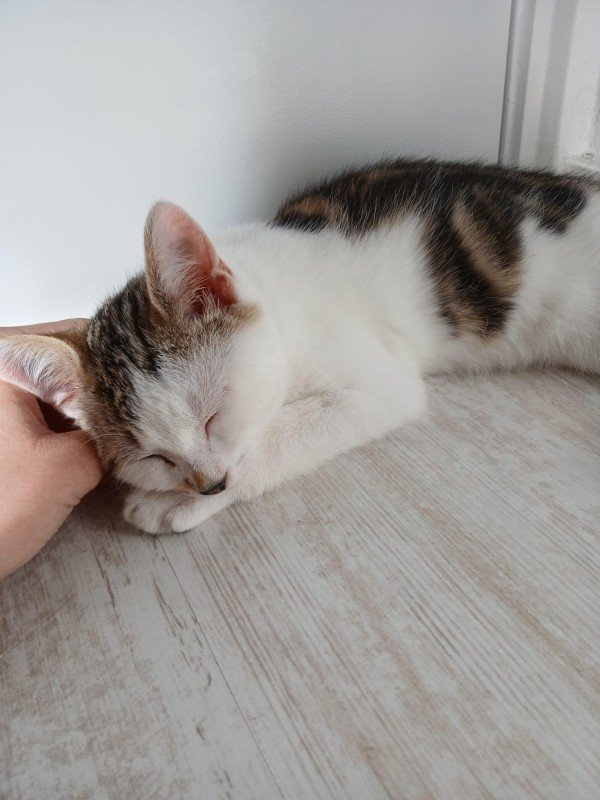 Milo