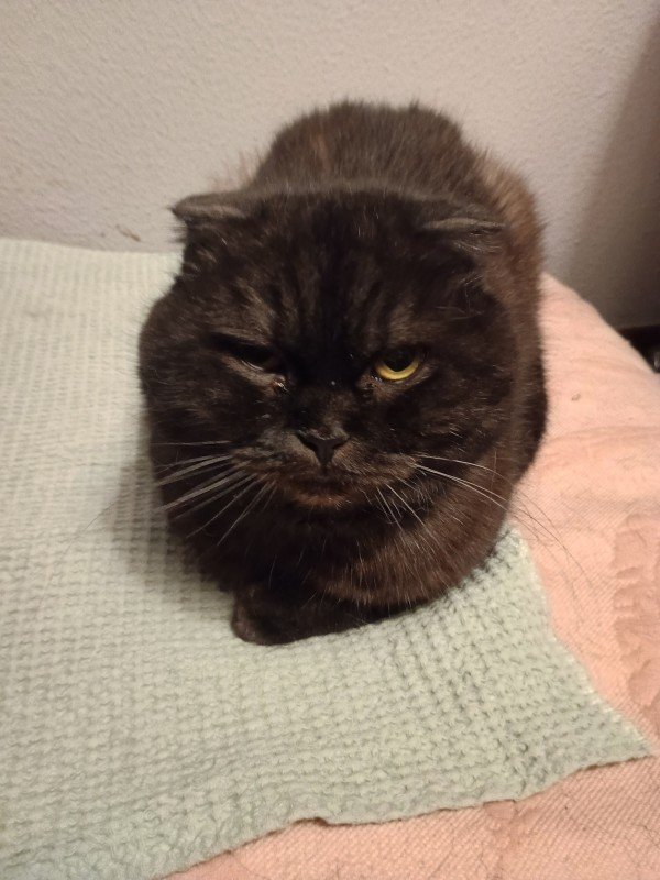 Fia