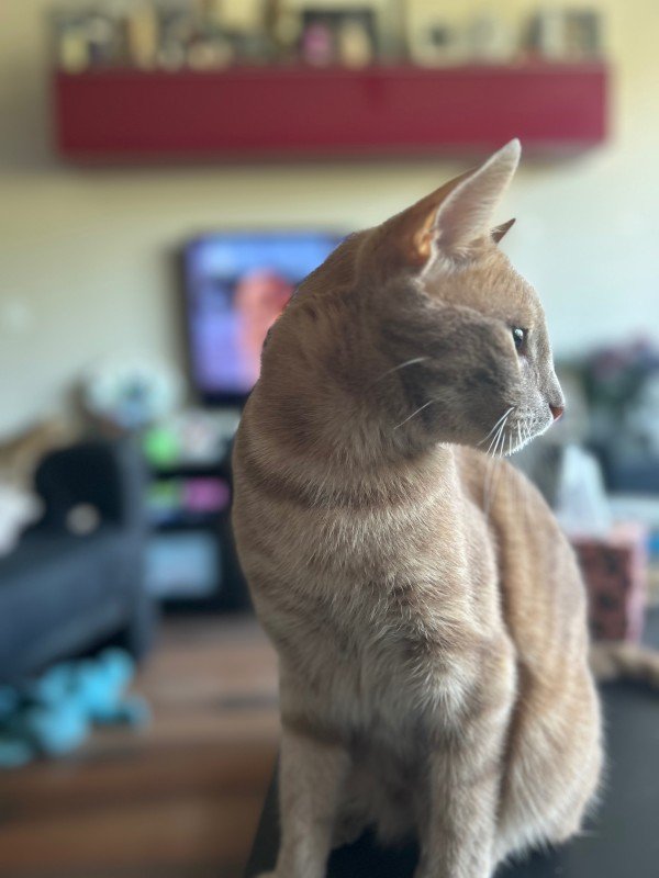 Sammy