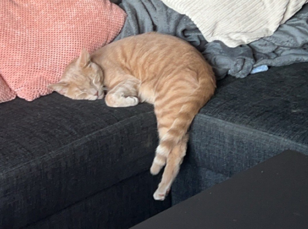 Sammy