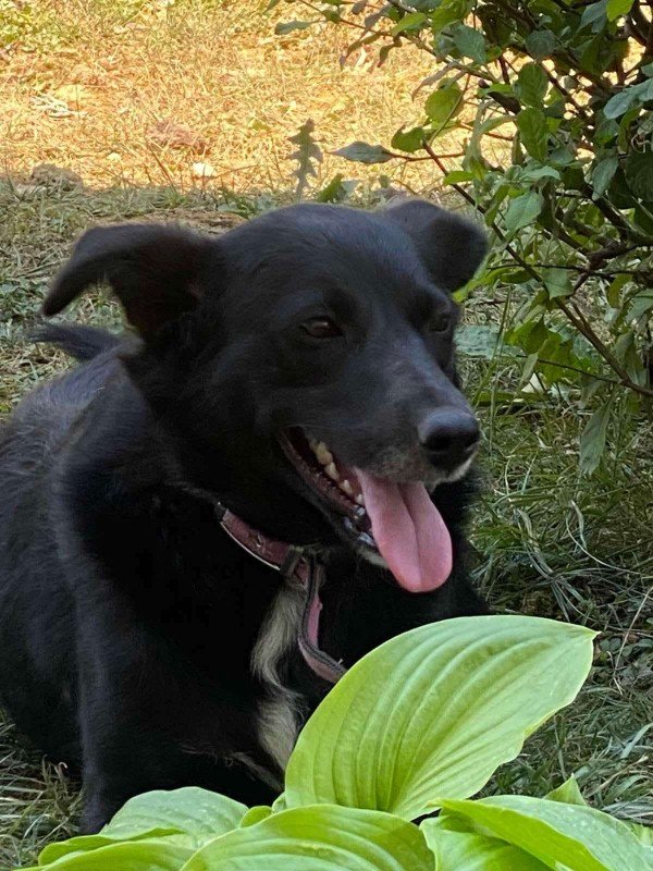 Fenja