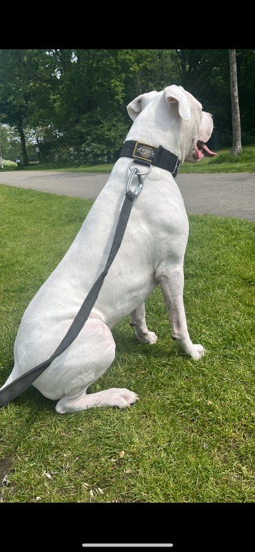 Baco