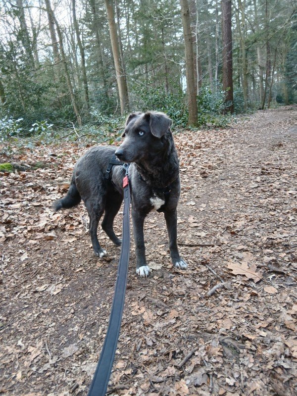 Willow