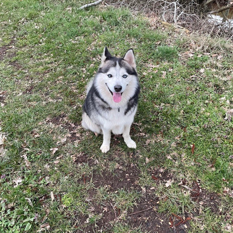 Koda