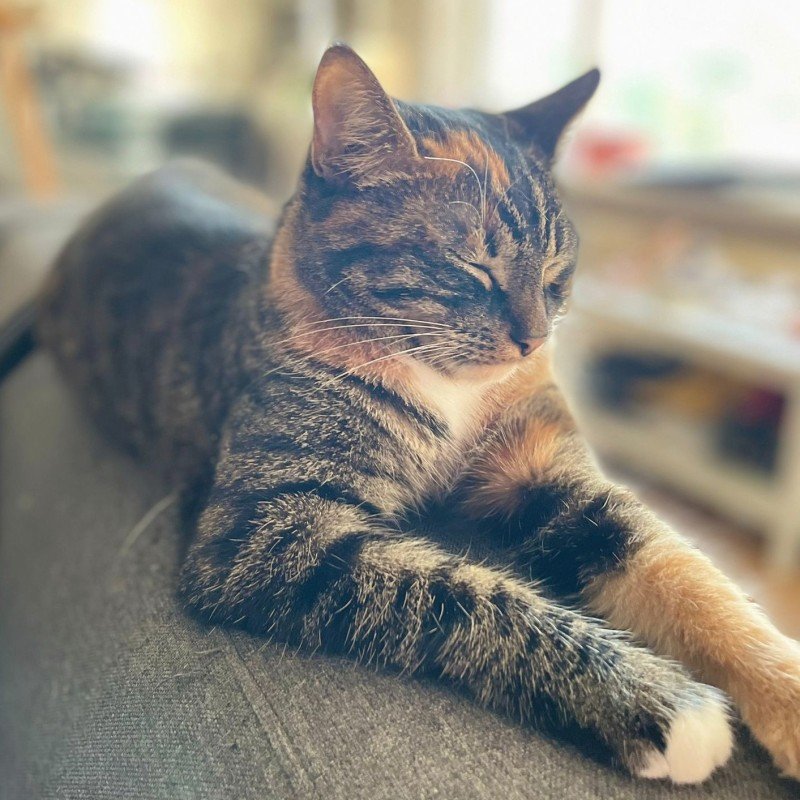 Maya