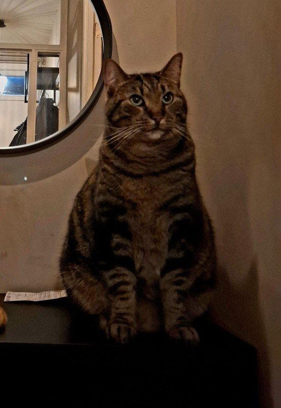 Lio