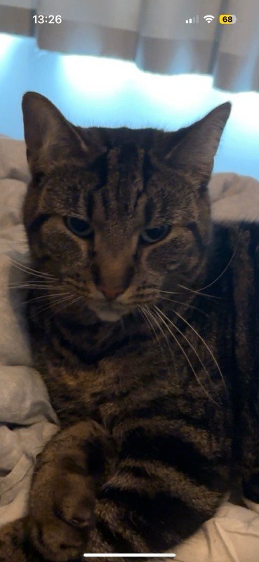 Lio