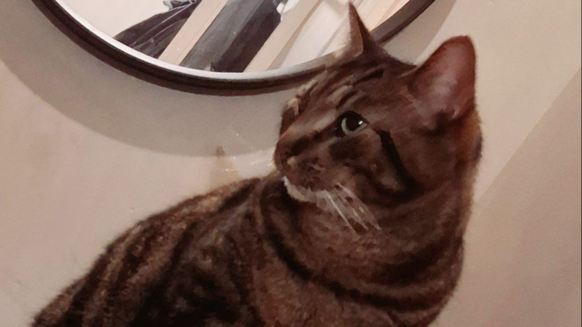 Lio