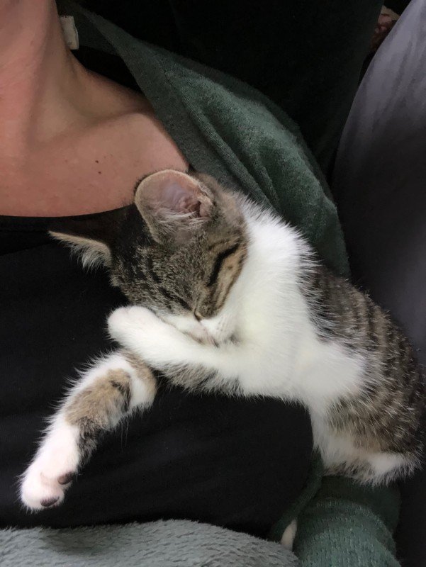 Louie