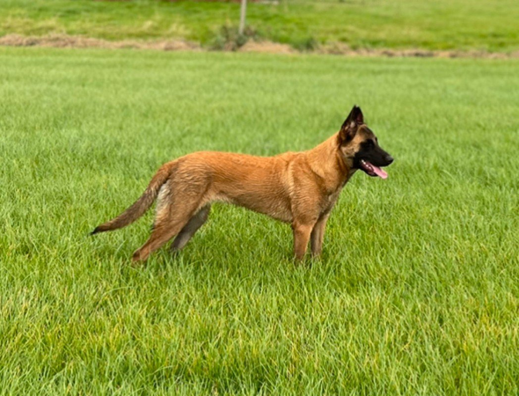 Nova