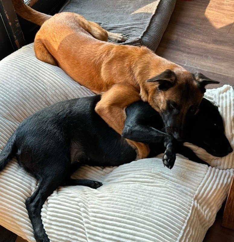 Nova