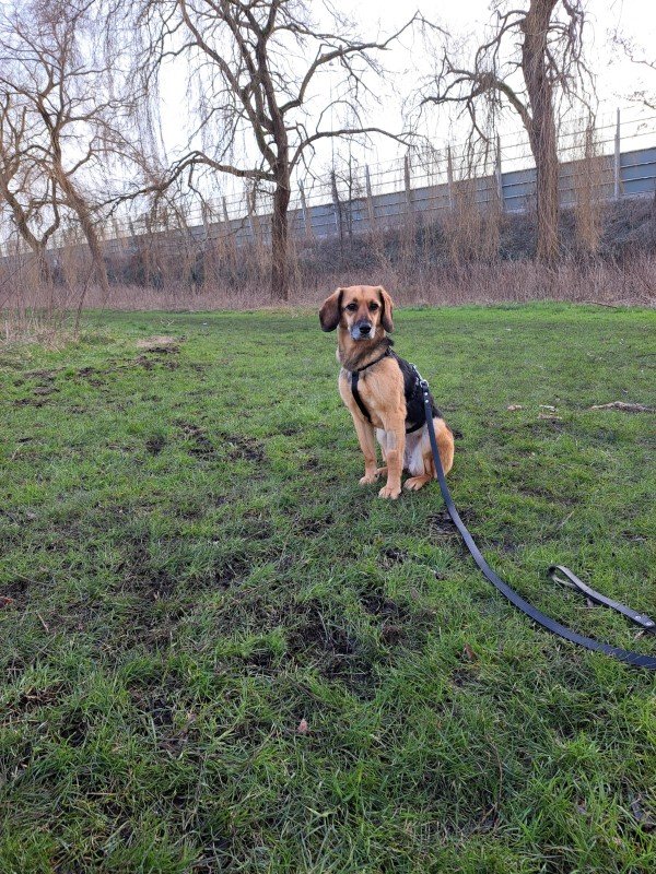 Sofie