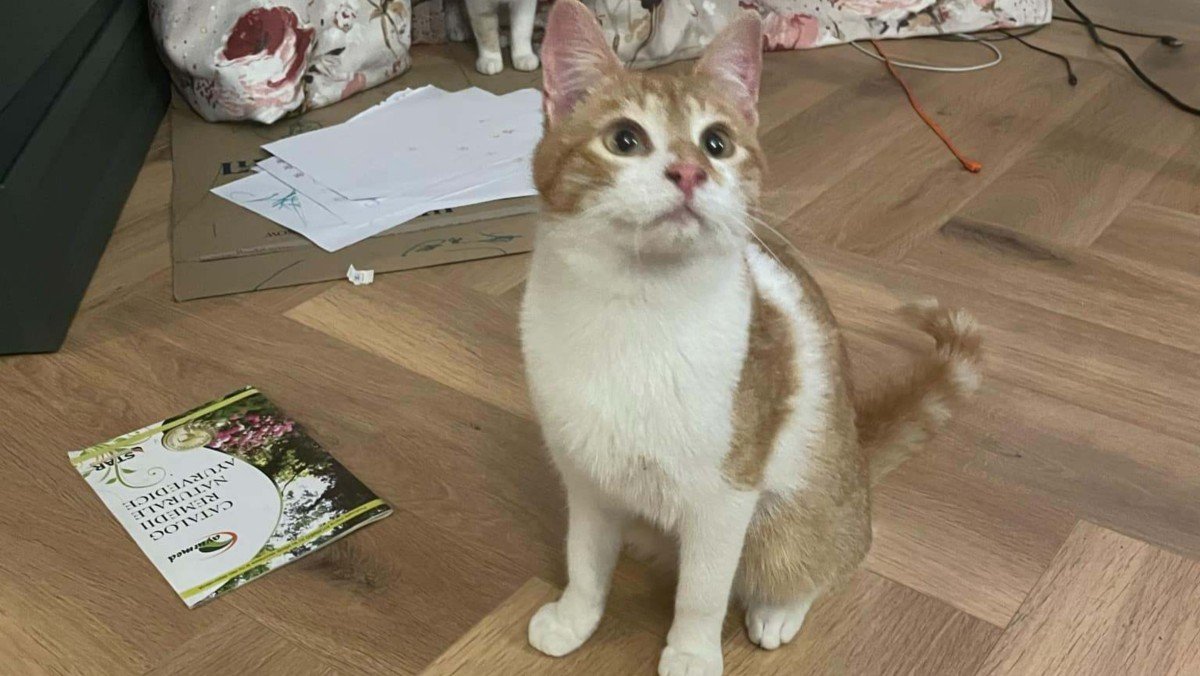 Cas