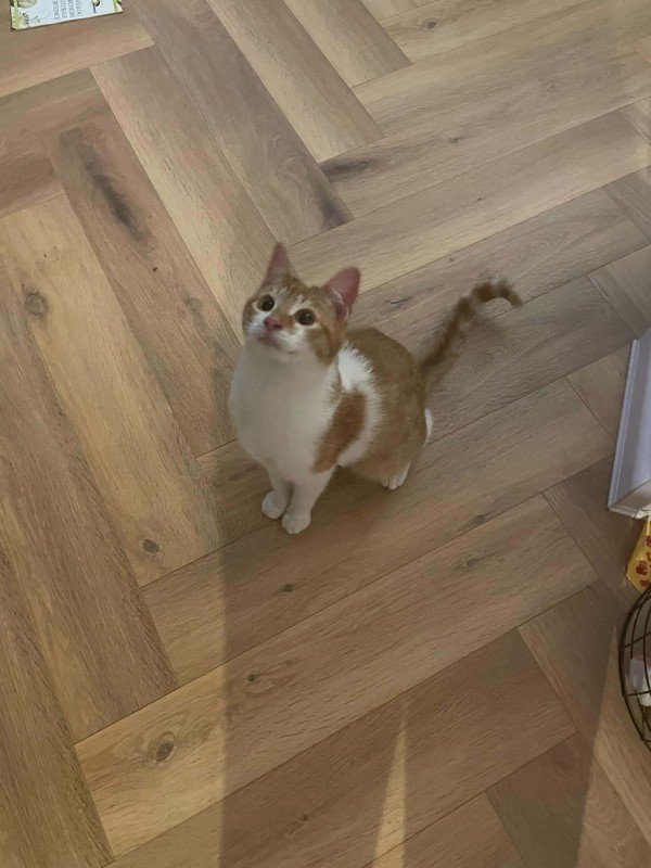 Cas