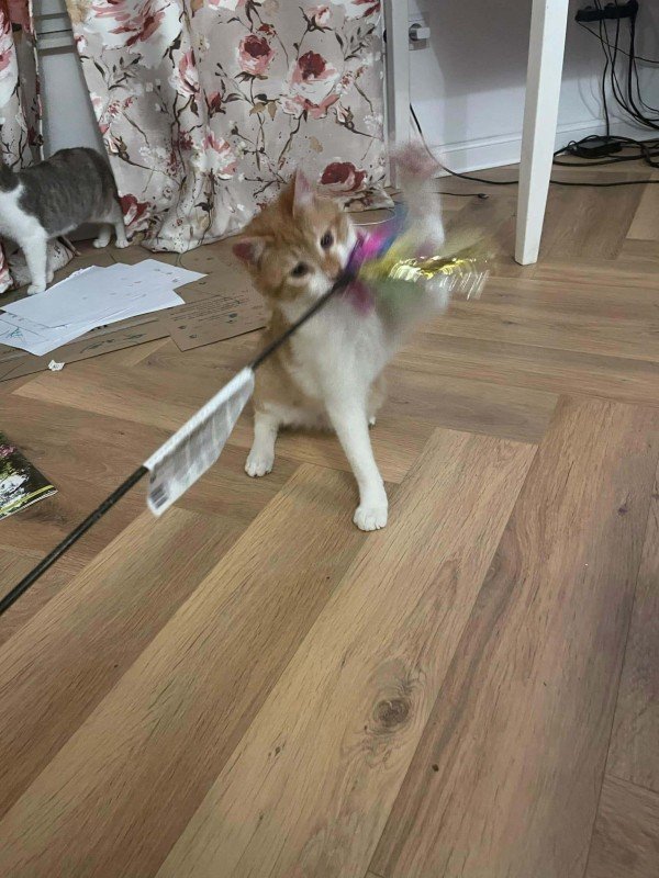 Cas