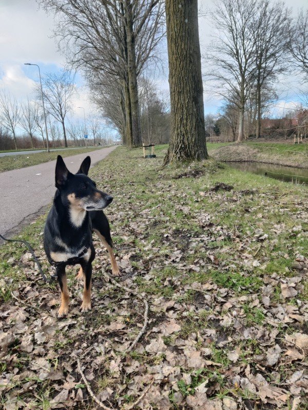 Guus
