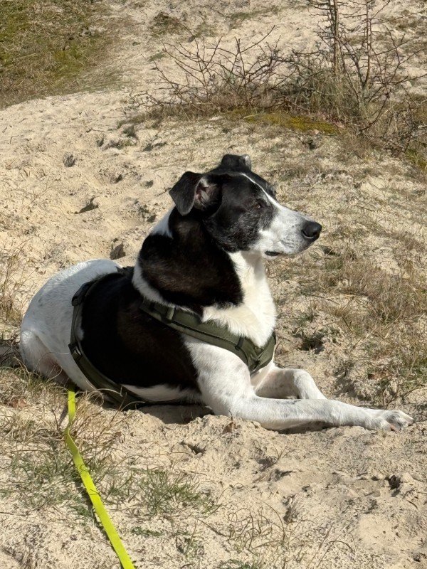 Kiko
