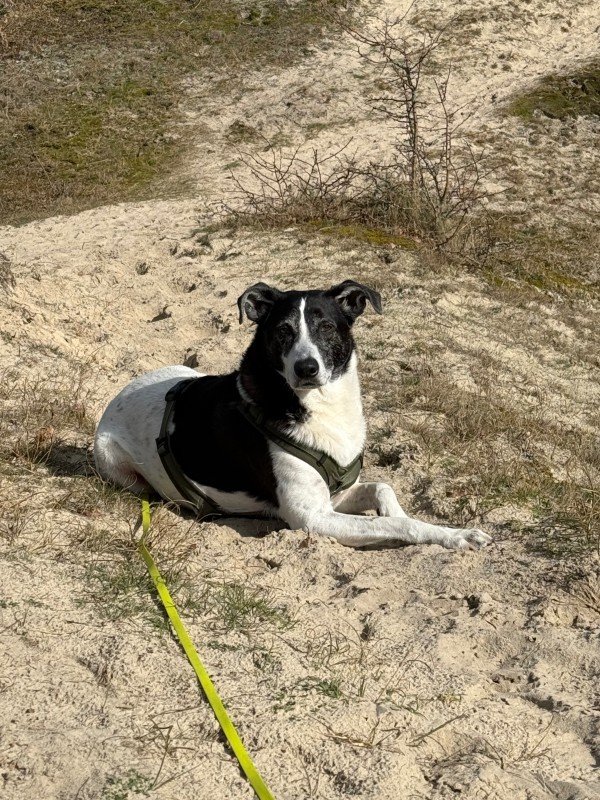 Kiko